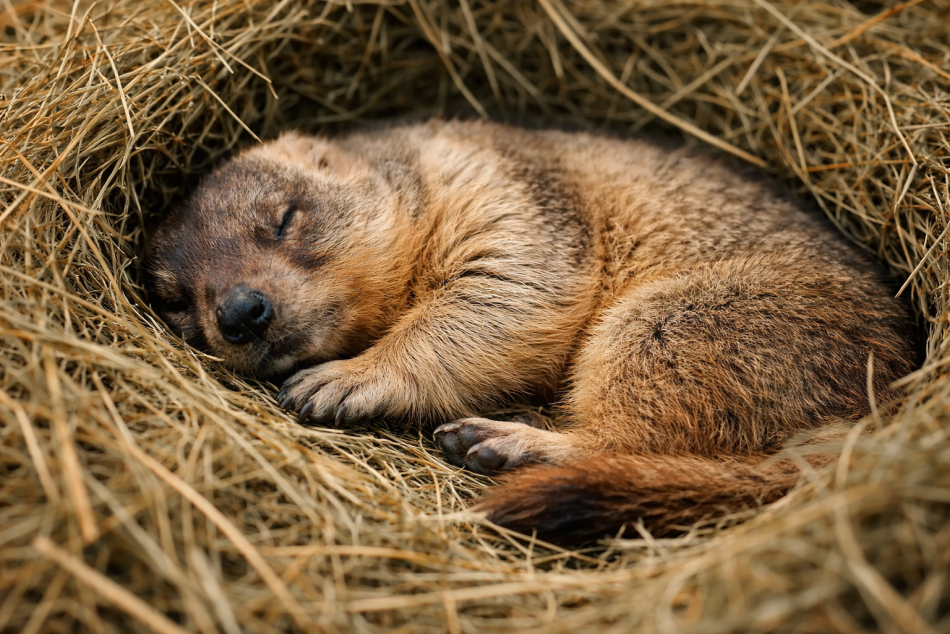 Сурок Филимон не проснулся в День сурка и отложил приход весны